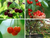 Cherry Chile về Việt Nam rẻ chưa từng có – Cơ hội vàng cho người mê trái cây ngoại