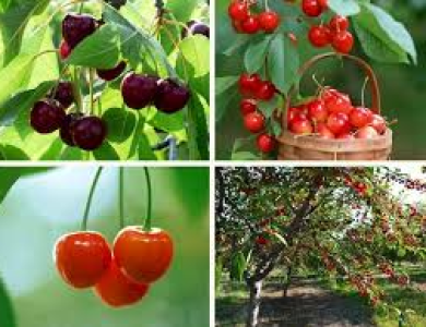 Cherry Chile về Việt Nam rẻ chưa từng có – Cơ hội vàng cho người mê trái cây ngoại