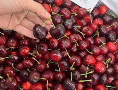 Cherry Mỹ ngọt, dòn 
