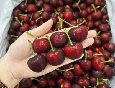 Cherry Mỹ ngọt, dòn 