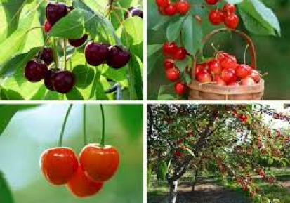 Cherry Chile về Việt Nam rẻ chưa từng có – Cơ hội vàng cho người mê trái cây ngoại