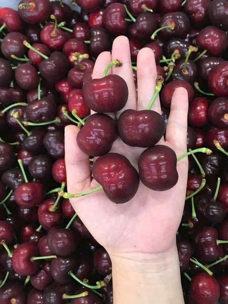 Cherry