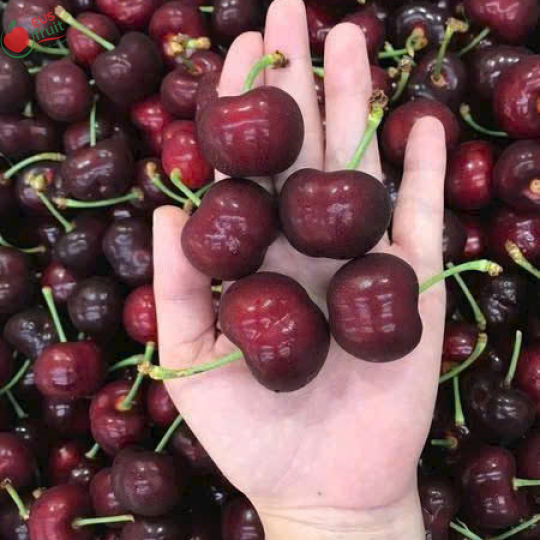Cherry Mỹ ngọt, dòn 